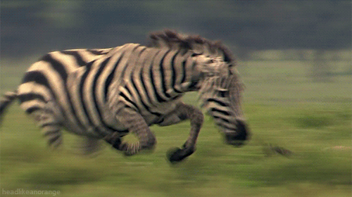 Czy potrafisz zidentyfikować najszybsze zwierzęta na świecie?