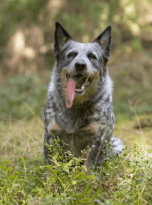 Quiz o psie pasterskim z Australii: Ile wiesz o tej rasie?