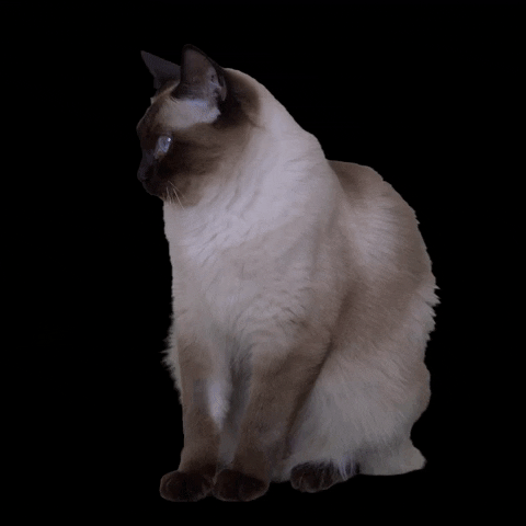 Quiz o Tonkinezach: Ile wiesz o tej rasie kotów?