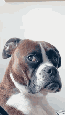 Quiz o Boxerze: Ile wiesz o tej rasie psów?