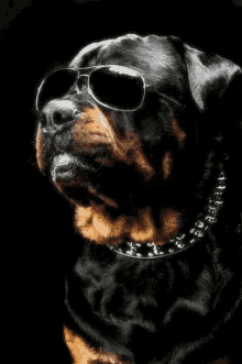 Quiz o Rottweilerze: Ile wiesz o tej rasie psów?