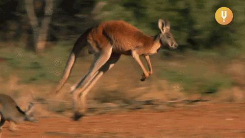 Quiz o kangurach: Ile wiesz o tych skaczących zwierz?