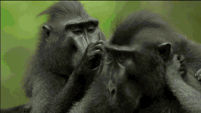 Quiz o Małpach: jak wiele wiesz o tych inteligentnych zwierzętach?