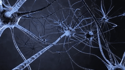 Quiz o Układzie Nerwowym: jak dobrze znasz swój mózg i nerwy?