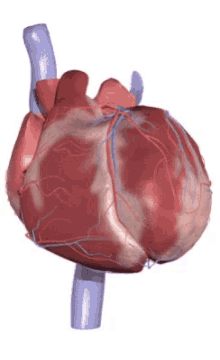 Sprawdźcie swoją wiedzę na temat układu sercowo-naczyniowego!