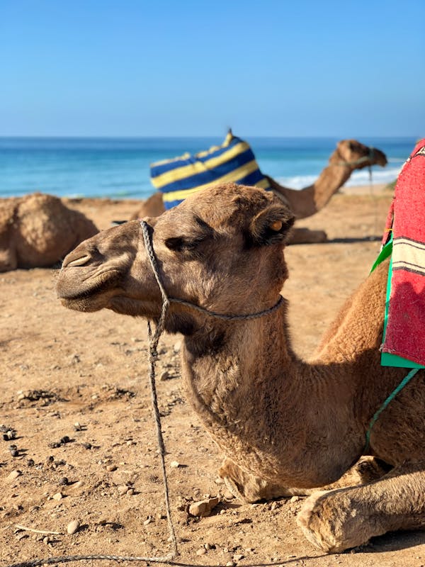 Quiz o Maroku: Ile wiesz o tym afrykańskim kraju?