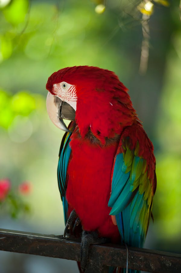 Quiz o papugach: ile wiesz o tych kolorowych ptakach?