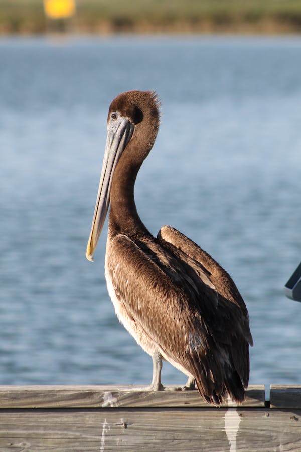 Quiz o Pelikanach: jak dobrze znasz te morskie ptaki?