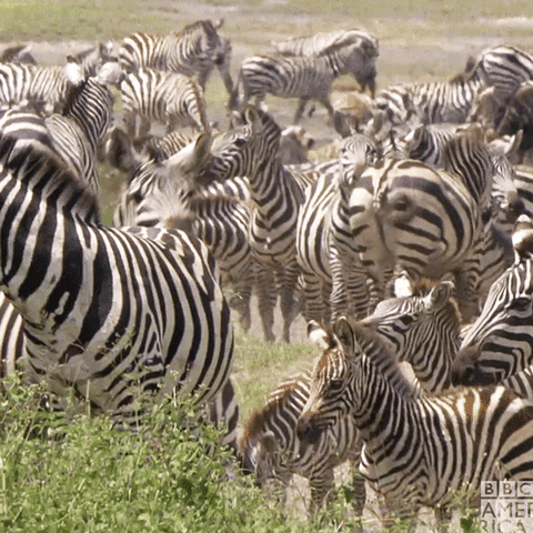 Quiz o zebrah: Ile wiesz o tych paskudnych zwierząt?