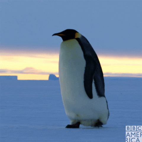 Sprawdźcie swoją wiedzę o pingwinach w tym quizie!
