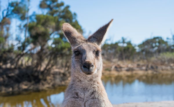 Quiz o Australii: ile wiesz o tym fascynującym kraju?