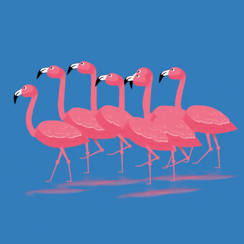 Quiz o Flamingach: Ile wiesz o tych różowych ptakach?