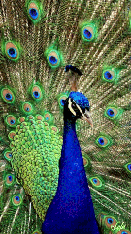 Quiz o Pawach: Ile wiesz o tych majestatycznych ptakach?