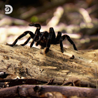 Quiz o pająkach: Ile wiesz o tych fascynujących stawonogach?