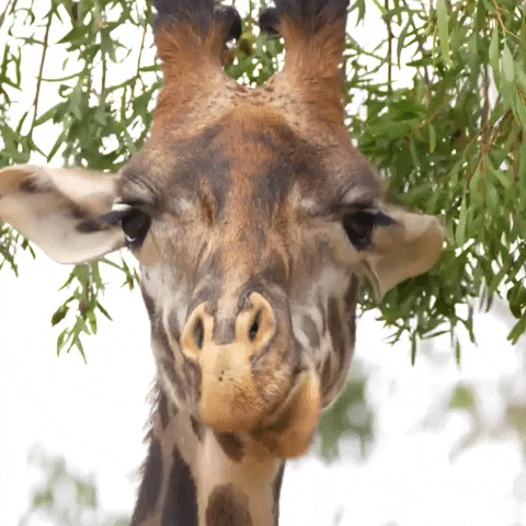 Quiz o Żyrafach: Ile wiesz o tych majestatycznych zwierz? tach?