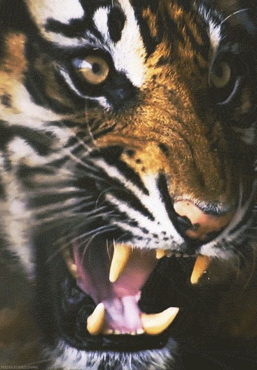 Jak dobrze znasz tygry? Sprawdźcie swoją wiedzę w naszym quizie!