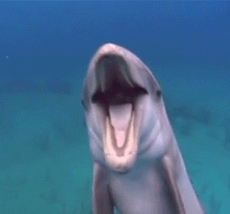 Quiz o Delfinach: Ile wiesz o tych inteligentnych ssakach morskich?