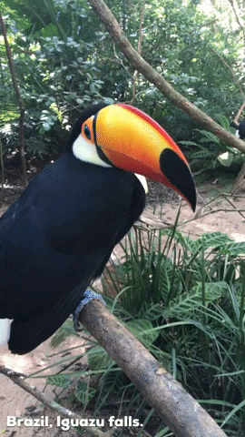 Quiz o tukanach: Ile wiesz o tych egzotycznych ptaków?